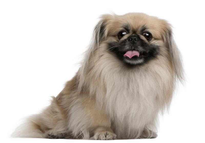 Пекинес – декоративная порода: внешний вид собаки, характер и поведение, условия содержания, правила ухода