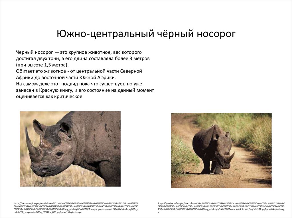 Описание индийского носорога из красной книги