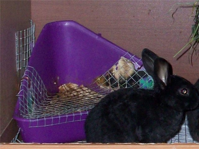 Как приучить кролика к лотку и чистоте
