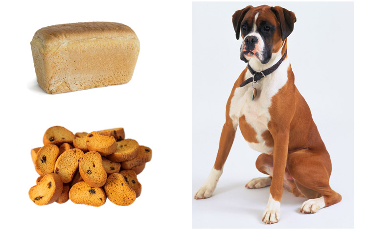 Хлеб для собаки читать краткое содержание. Хлебцы для собак. Собака хлеб. Собачьи сухарики. Сухария для собака.