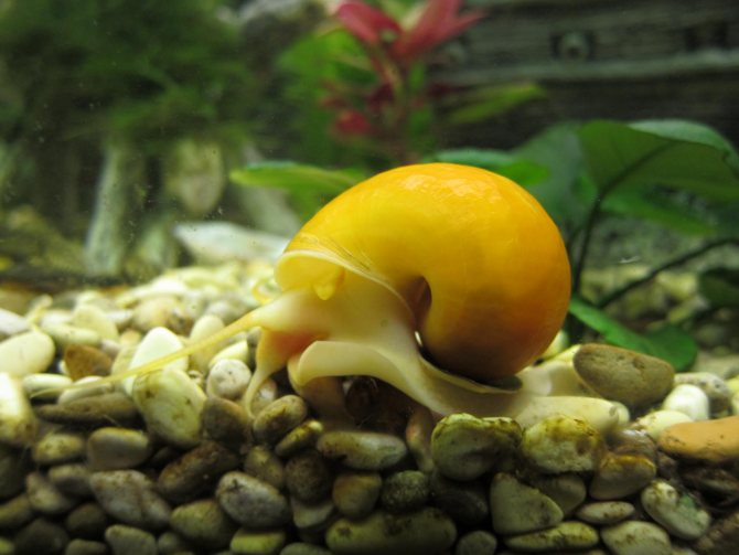 Ампулярии (27 фото): уход за икрой улитки, содержание аквариумной ампулярии. чем их кормить в аквариуме? желтые, черные и другие цветные улитки. их разведение