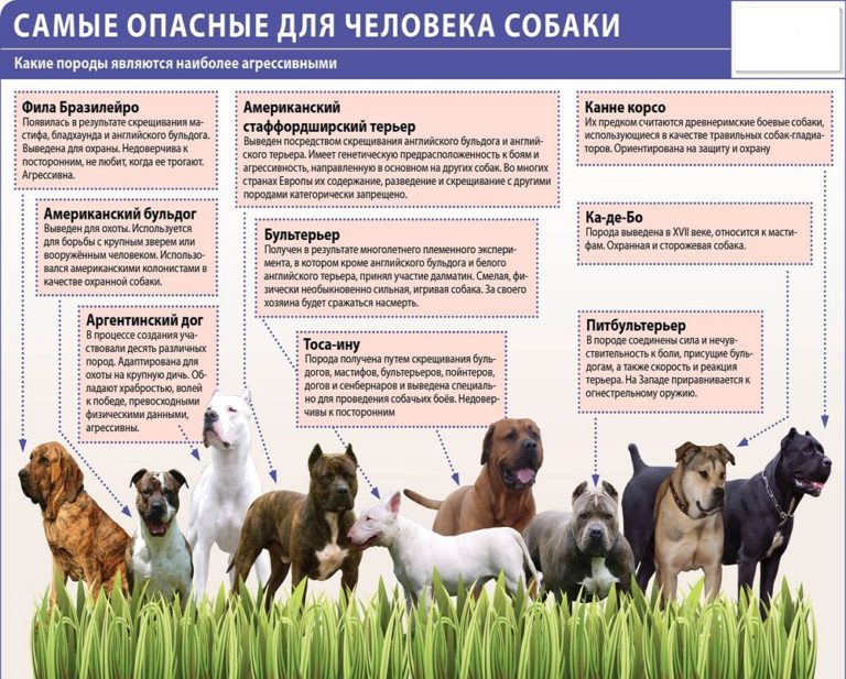 Потенциально опасные породы собак закон 2020 список