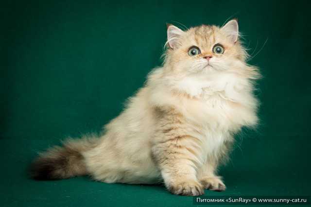 Британская длинношерстная кошка: описание породы, характер, фото и цена