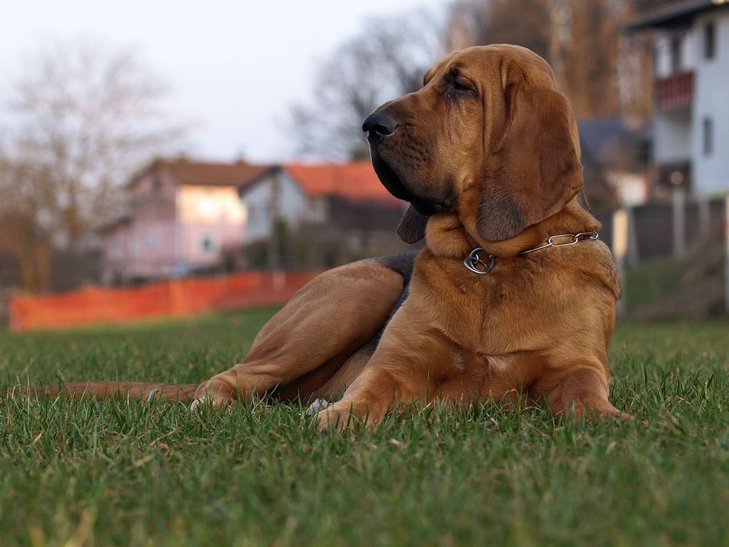 Немецкий дог — фото, характеристика породы собак, описание, особенности содержания