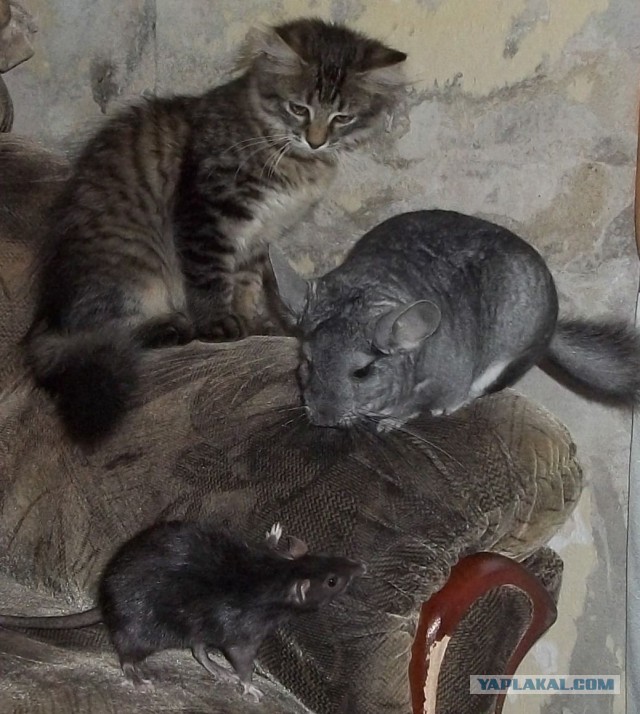 Какие кошки лучше ловят крыс и мышей?