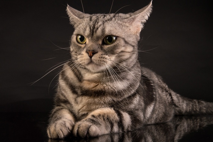 Американская короткошерстная кошка фото и цена american shorthair