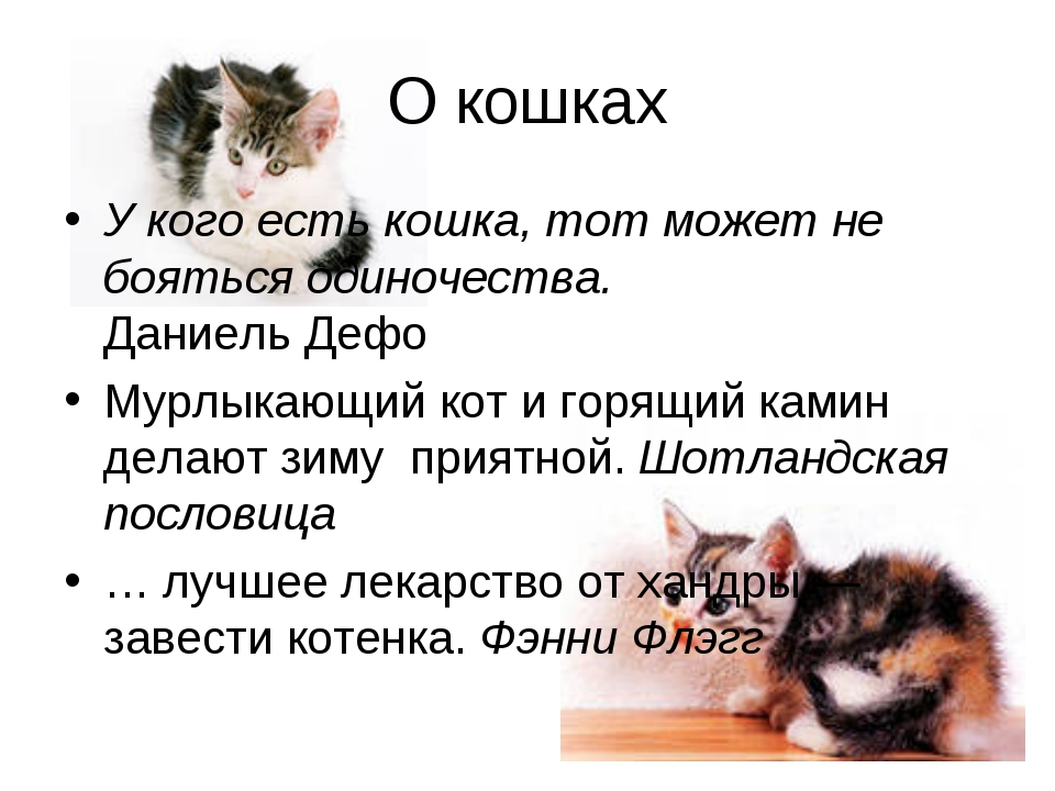 Коты не приживаются в доме - причины и что делать - kotiko.ru