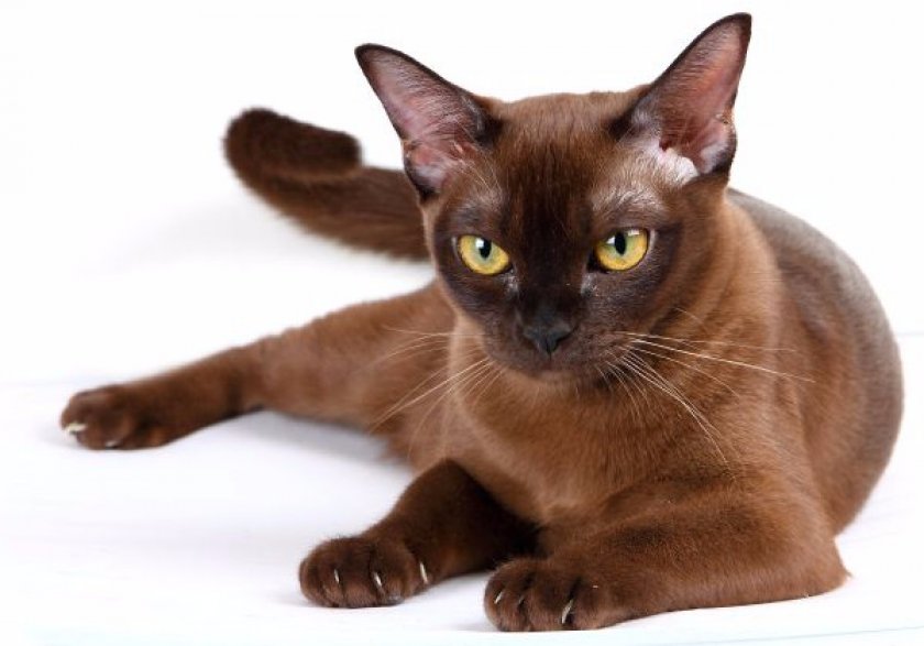Красавица бурманская кошка — порода для ценителей, описание и характер