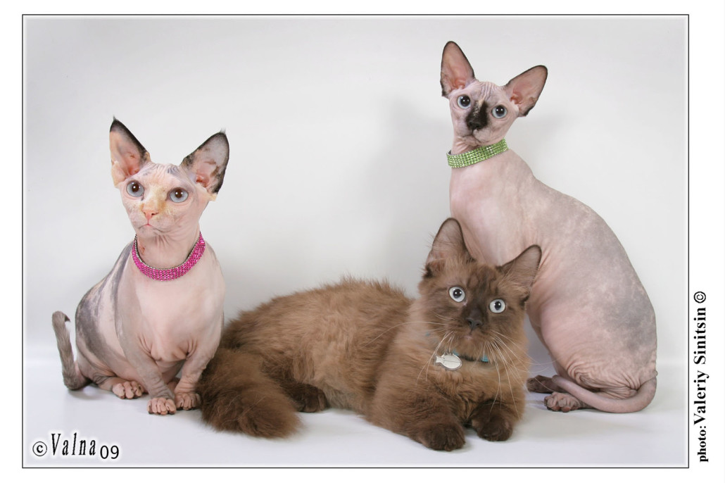 Породы кошек с фотографиями и названиями — описание пород кошек с фото