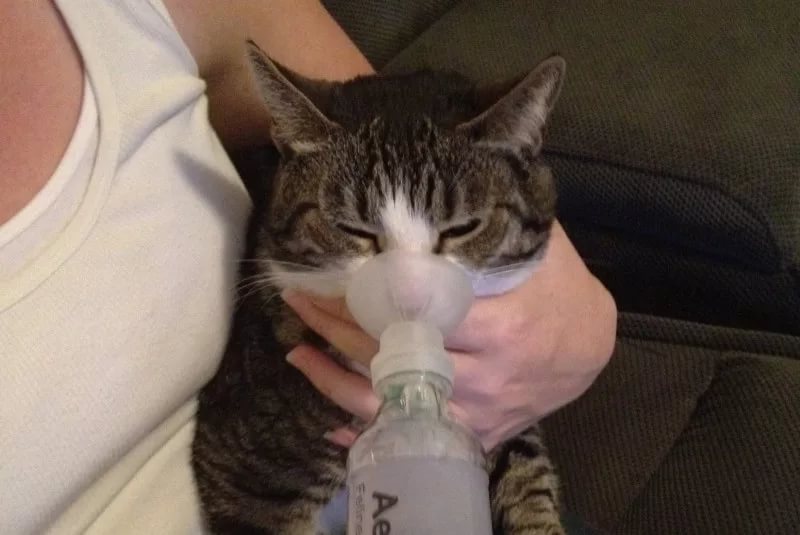 Астма кошек. причины возникновения и лечение астмы у кошек | ветпрактика