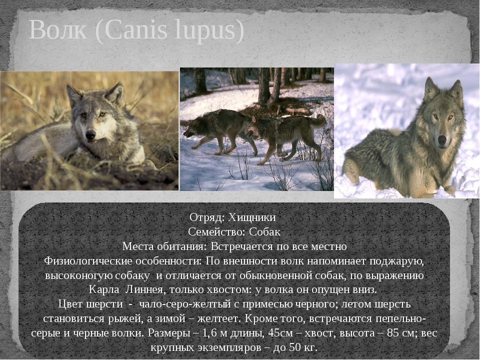Как отличить волка от собаки | отличие следа, сходства, фото