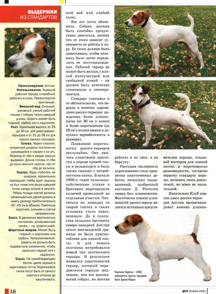 Джек рассел терьер собака. описание, особенности, виды, цена и уход за породой | живность.ру