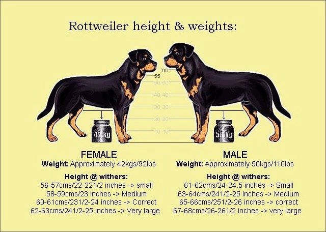Сколько весит лабрадор: размеры щенка и взрослой собаки