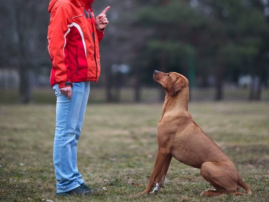 Как научить собаку приносить палку, игрушку, учим собаку бегать за палкой по команде принеси - dogtricks.ru
