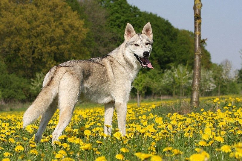 Стабихун: описание породы собак с фото и видео