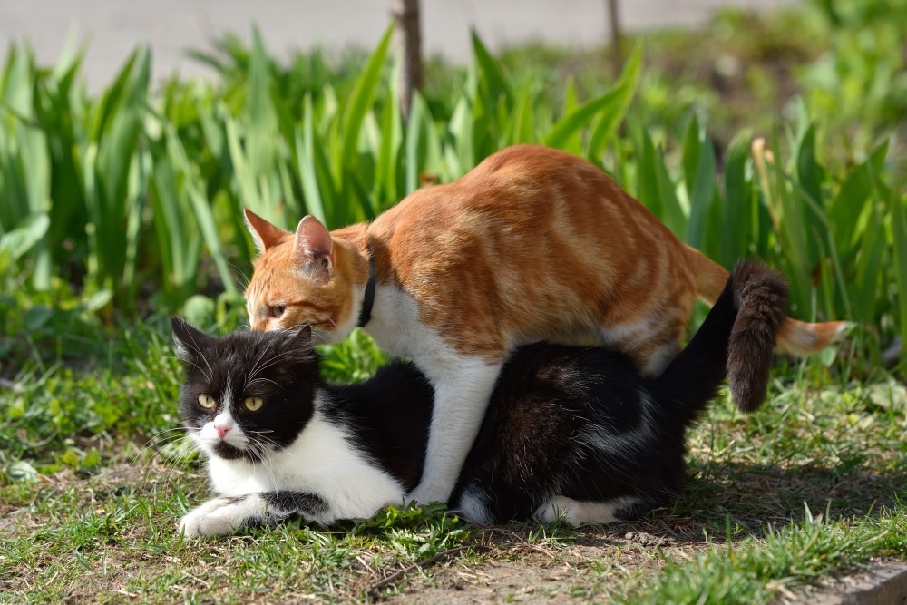 Первая вязка кошки и кота: особенности и советы владельцу