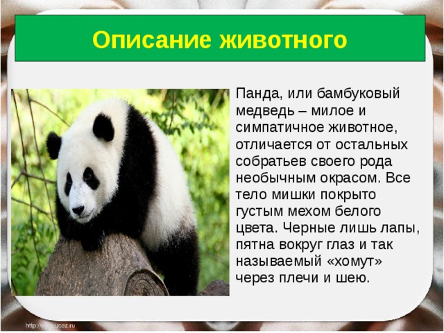Панда: описание, где живет, чем питается, размножения и образ жизни | планета животных