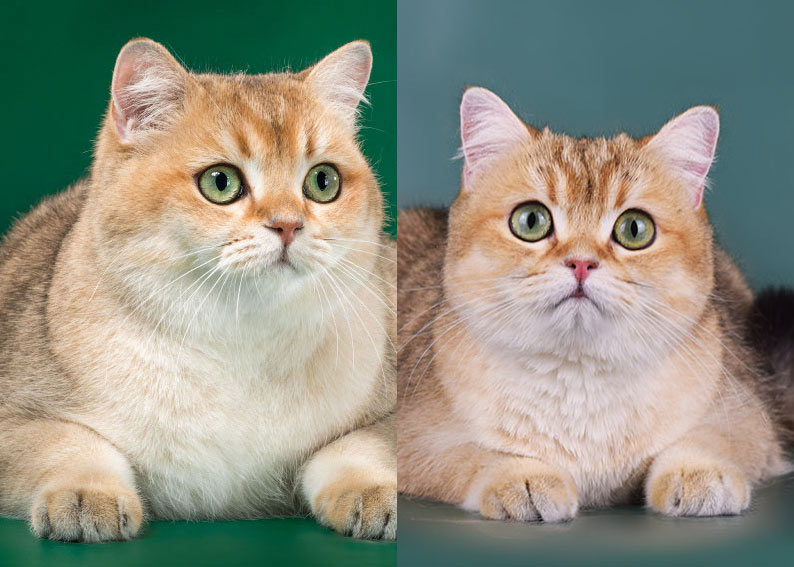 Порода кошек британская шиншилла, длинношерстное чудо с зелеными глазами и спокойным характером