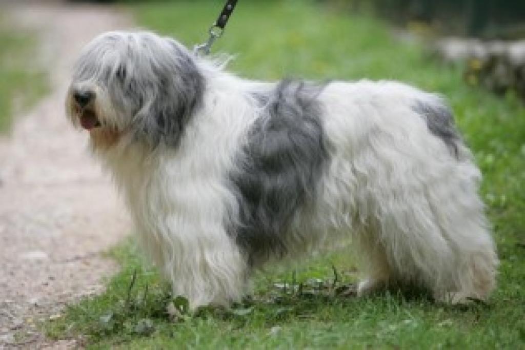 Порода собак польская подгалянская овчарка и ее характеристики с фото
