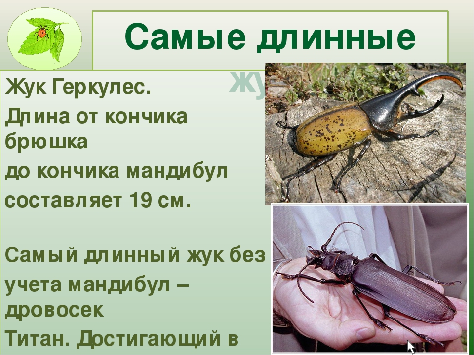 Жук геркулес: описание насекомого и способы выращивания дома