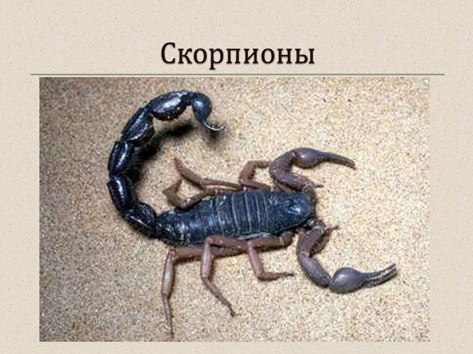 Скорпионы: ареал обитания, строение и внешний вид, образ жизни в природе