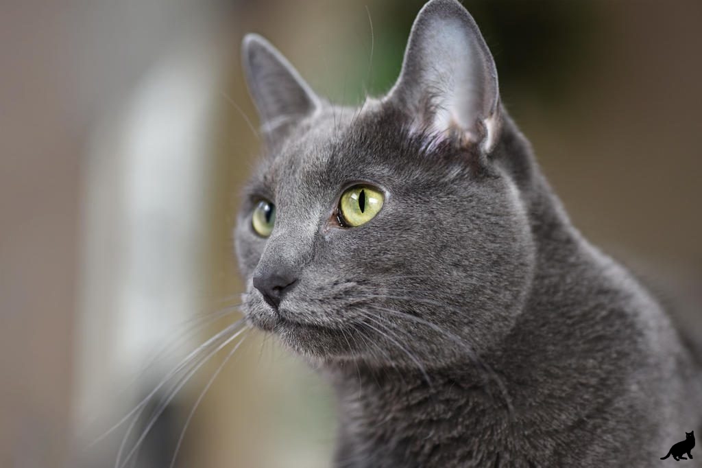 Русская голубая кошка: фото, описание, характер, содержание