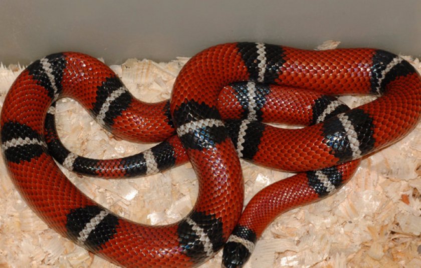 Молочная змея синалойская (lampropeltis triangulum sinaloae)- купить в интернет-зоомагазине планета экзотики