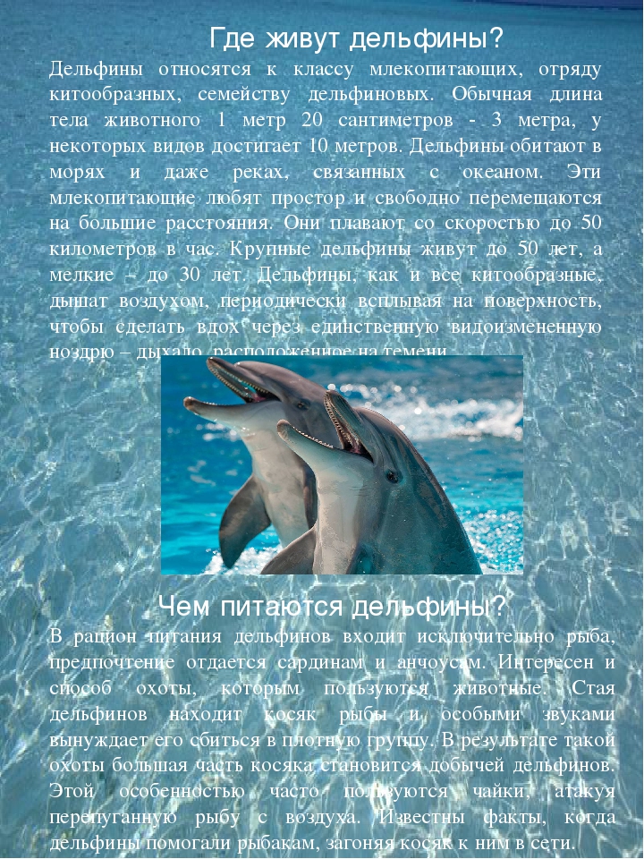 Дельфин. особенности и среда обитания дельфинов