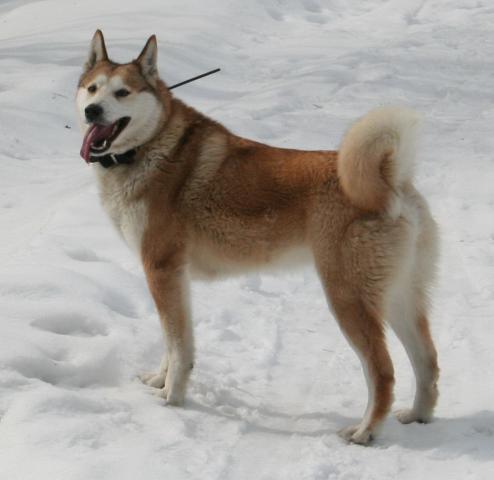 Западно-сибирская лайка: описание породы, характер собаки и щенка, фото, цена
