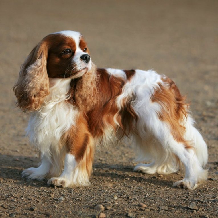 Кинг чарльз спаниель (той спаниель) — порода собаки