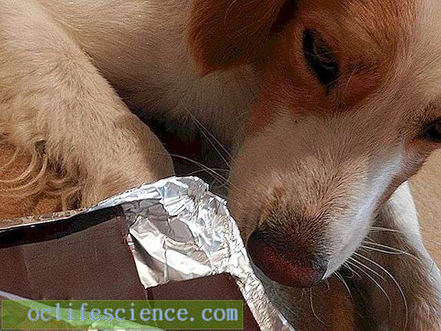 Смертельная доза шоколада для собак. отравление собак шоколадом