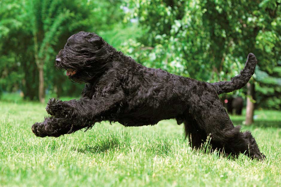 Черно серая порода собак
