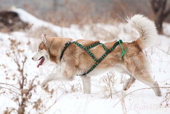Шлейка для собак (50 фото): как правильно надеть ее на собак крупных, средних и мелких пород? как выбрать шлейку?