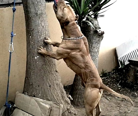Топ-10 самые сильные породы собак в мире