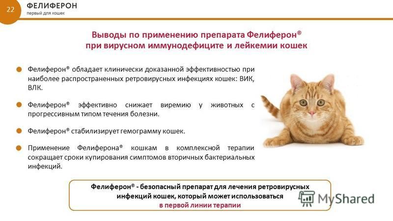 Лечение насморка у кота схема