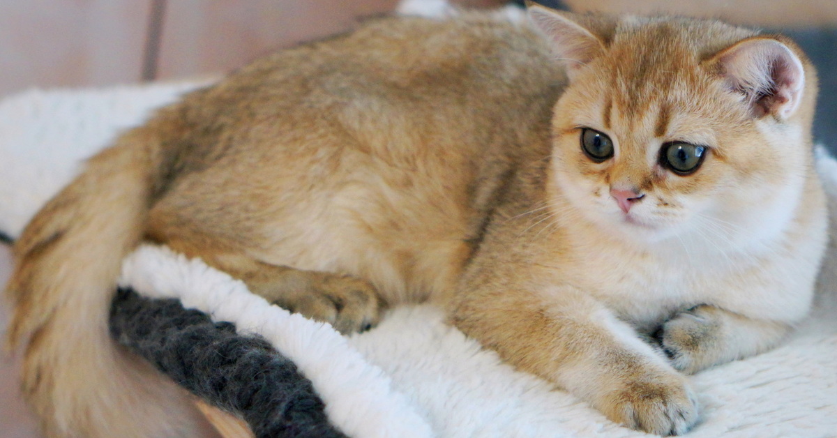 Британская шиншилла кошка: длинношерстная порода разных окрасов, бывает золотая, серебристая, рыжая и белая с зелеными глазами