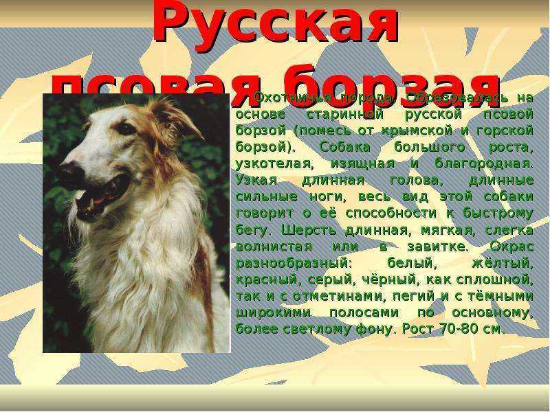 Описание породы русская псовая борзая, история появления и характеристики, особенности ухода и выбора щенков