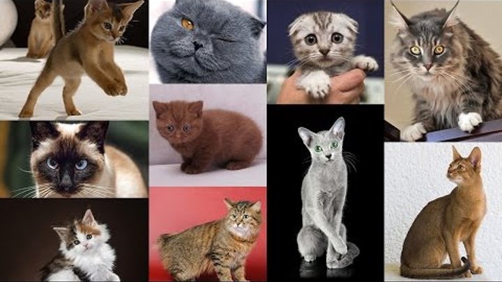 Самые популярные породы кошек в россии и мире