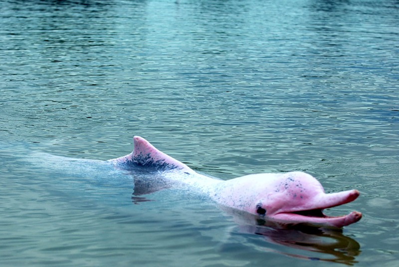 Амазонский дельфин 4. Речной Арагуайский Дельфин. Розовый Дельфин амазонки. Амазонский Речной Дельфин. Амазонский розовый Дельфин.
