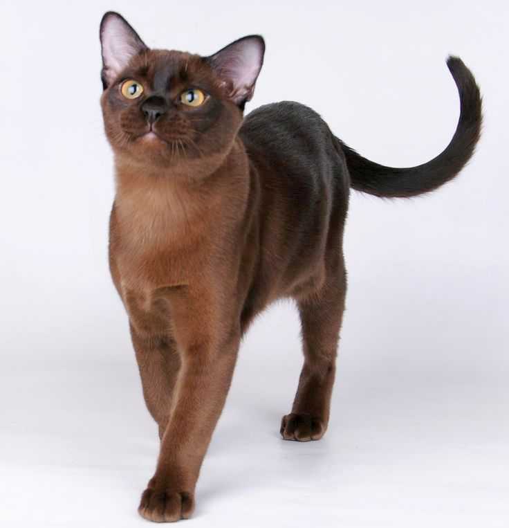 Характер бурманской кошки