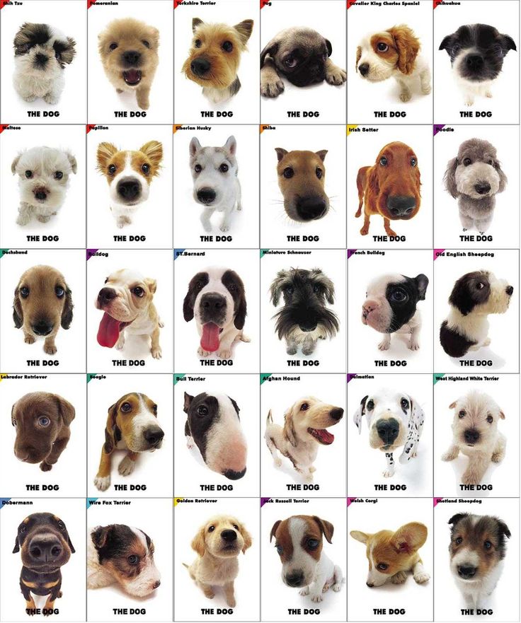 Как узнать возраст собаки или щенка: по зубам, глазам, шерсти, поведению и другим признакам