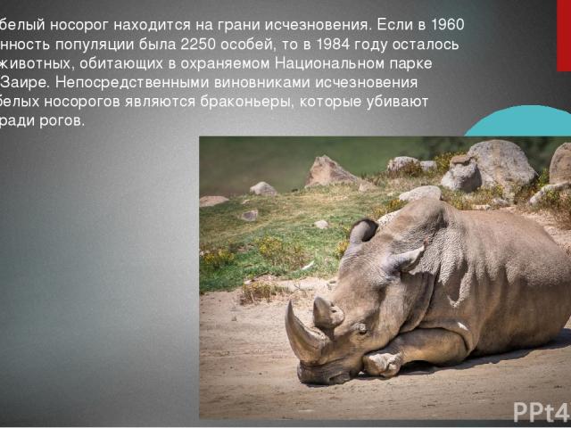 Wikizero - яванский носорог