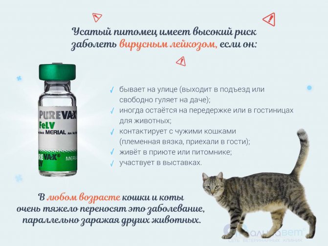 Вакцина против лейкемии кошек felv - вакцинация (прививка) от лейкоза кошек в ветклинике зоостатус