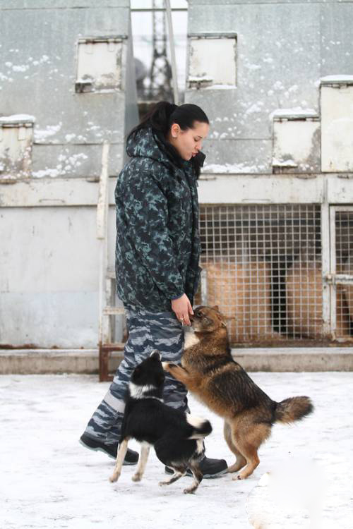 Якутская лайка: все о собаке, фото, описание породы, характер, цена
