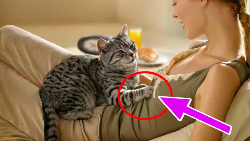 Почему кошки топчут нас лапками и ещё удивительные факты из жизни кошек — pet-mir.ru