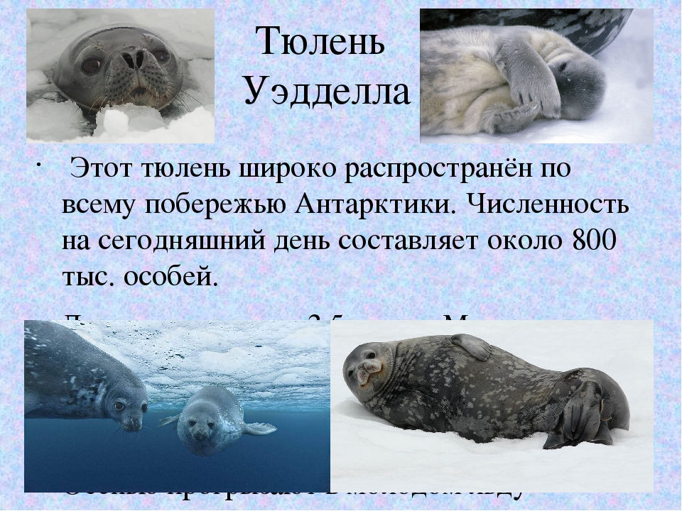 Гренландский тюлень - описание, среда обитания, образ жизни