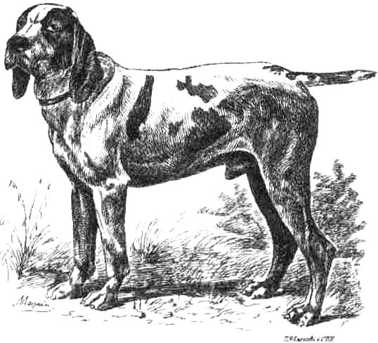 Древнейшая порода собак итальянский бракк: как найти к ней подход