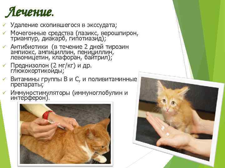 Панлейкопения у кошек или кошачья чумка
