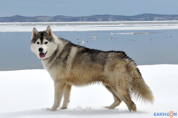 Сахалинский хаски (42 фото): описание породы собак, выращивание сахалинской лайки