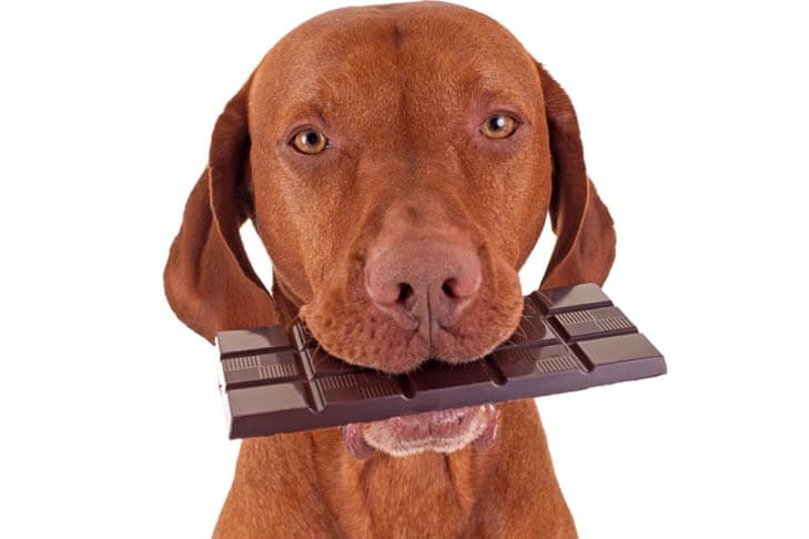 Симптомы и устранение последствий, если собака съела шоколад
